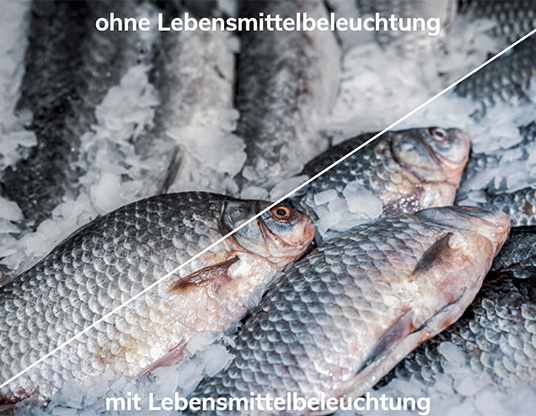 Beleuchtung Fisch Theke